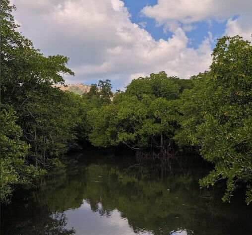 Tourists walking through mangrove park